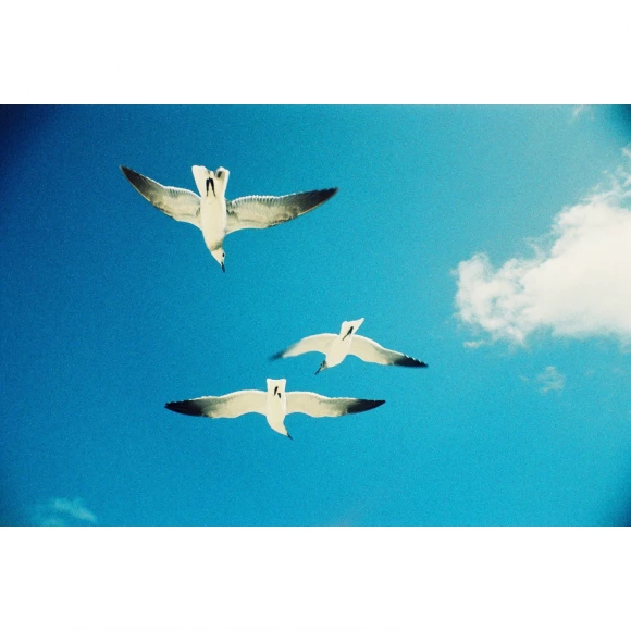 lomo la sardina delaunay